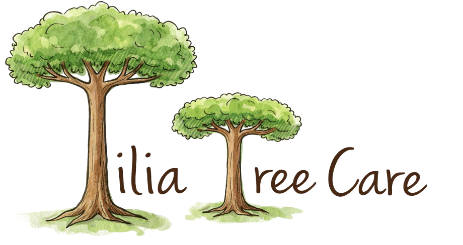 Tilia Tree Care