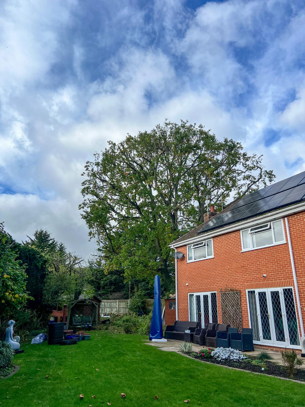 Tree after professional crown reduction - tidy appearance