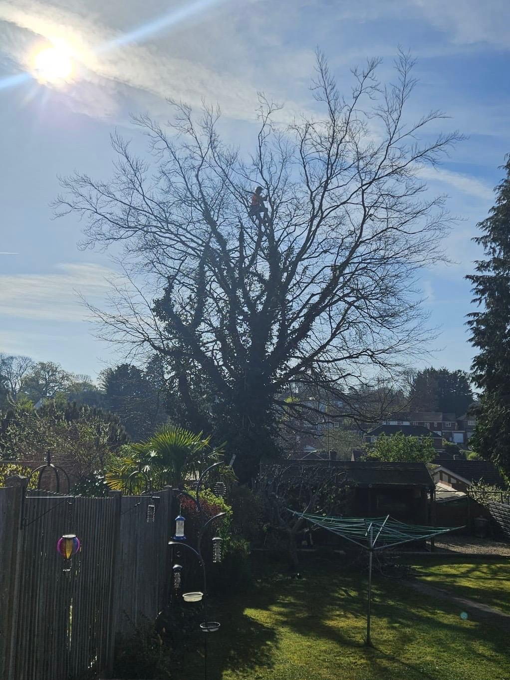 Tree with deadwood requiring removal