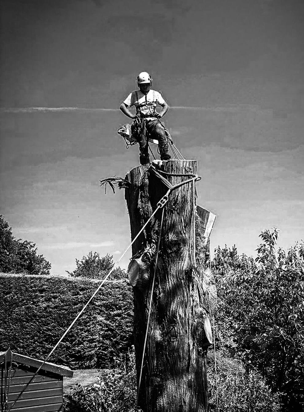 Arborist performing crown reduction on mature tree