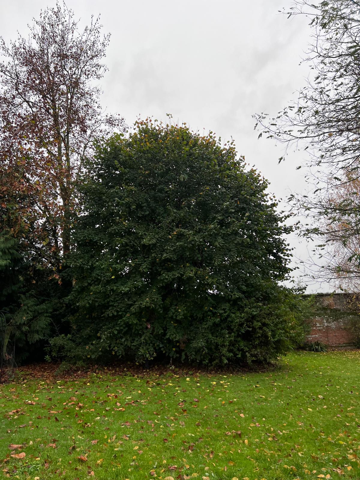 Professional tree pruning maintaining garden aesthetics