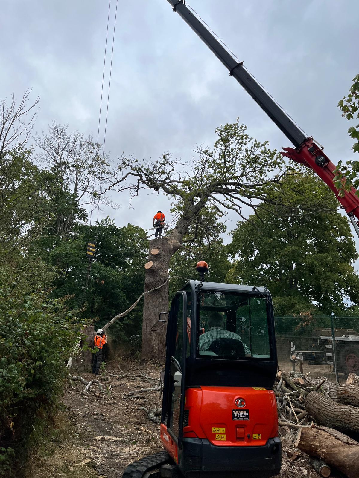 Tree surgery work in residential Berkshire garden