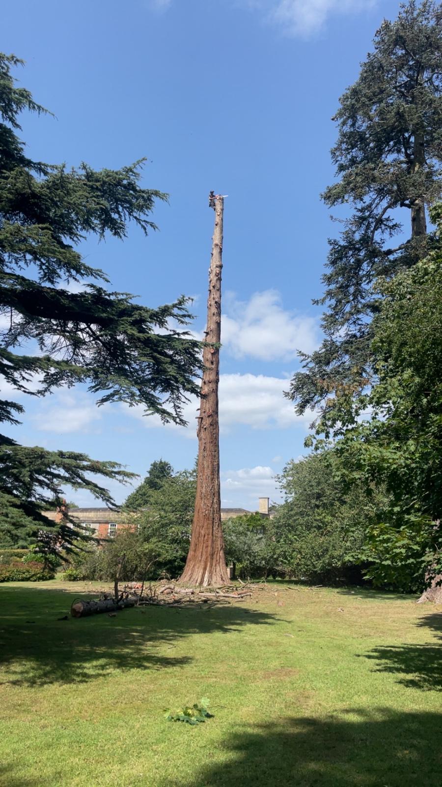 Crown thinning service improving tree health