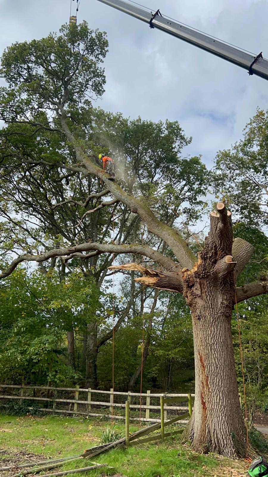 Completed tree pruning job by Tilia Tree Care